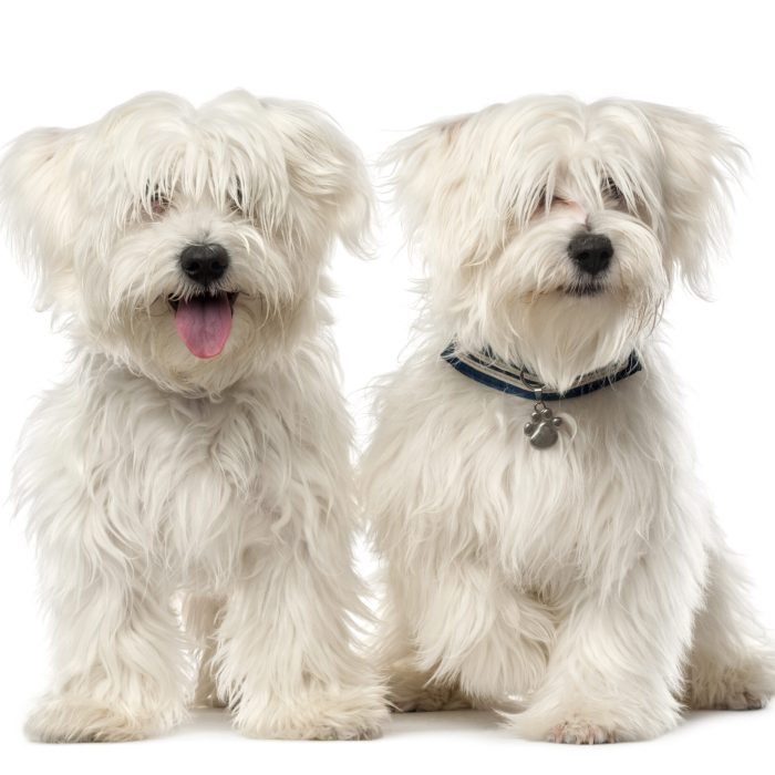 Two,Maltese,Dog,,2,Years,Old,,Sitting,Against,White,Background